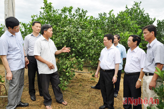 Đồng chí Hồ Đức Phớc và đoàn công tác thăm mô hình tưới nước nhỏ giọt cho cam của hộ anh Cao Ngọc Danh ở xóm Minh Hồ, xã Minh Hợp (Quỳ Hợp).