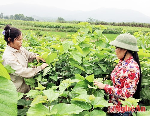 Trồng dâu nuôi tằm ở xóm 6, xã   Nghĩa Đồng (Tân Kỳ).