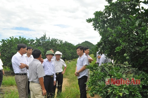 Lãnh đạo UBND tỉnh cùng đoàn công tác nghe báo cáo, giới thiệu mô hình cam của ông Phan Xuân Tiến