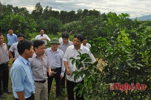 Thăm mô hình quýt PQ tại Đội 10 của Nông trường Xuân Thành tại xóm Minh Thọ, Minh Hơp