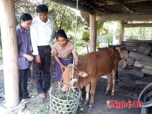 Người dân xã Quế Sơn - Quế Phong được hỗ trợ nguồn vốn đầu tư phát triển chăn nuôi bò.