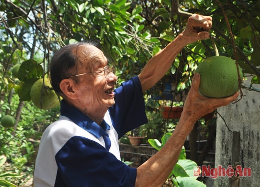 Cụ Trần Văn Tư (xóm Trù 1, xã Kim Liên) hái bưởi thắp hương nhân ngày giỗ của Người.