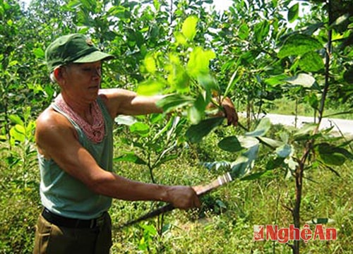 Ông Lô Văn Dũng ở bản Đồng Hin,  xã Châu Thái - Quỳ Hợp chăm sóc  rừng trồng theo dự án 147.