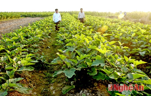 Cánh đồng 50 triệu trồng cà tím ở Nam Anh - Nam Đàn. Ảnh: Sỹ Minh