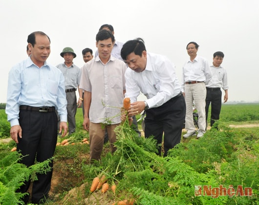 Chủ tịch UBND tỉnh Nguyễn Xuân Đường tham quan mô hình trồng cà rốt ở xã Hưng Khánh (Hưng Nguyên). 