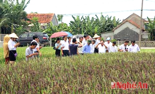 Đoàn công tác của Hội Nông dân huyện Lập Thạch tham quan mô hình lúa thảo dược TD1 trồng trên đồng ruộng xã Diễn Nguyên.