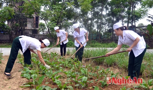 Chăm sóc vườn thuốc nam ở bệnh xá Biên phòng tỉnh.