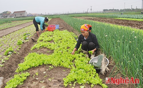 Cây rau màu đem lại thu nhập cao cho bà con nông dân huyện Diễn Châu.  Ảnh: Ngọc Anh