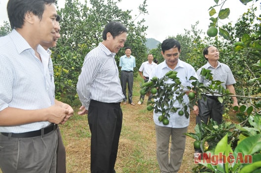 Đoàn khảo sát trực tiếp khảo sát việc sử dụng đất tại Xí nghiệp chè Bãi Phủ.