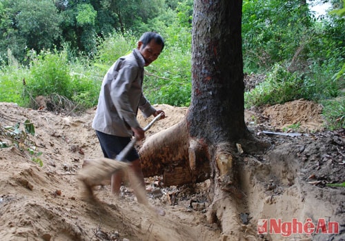 Với dụng cụ là cuốc, xẻng, dao,... hằng ngày, anh Chương tìm đền các gia đình còn có những cây chay trong vườn để mua rễ.