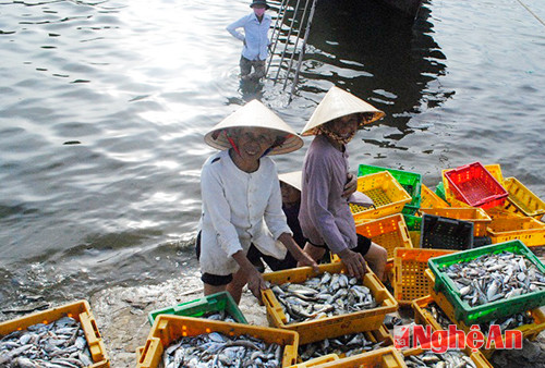 Mùa biển thắng lợi của ngư dân xã Quỳnh Long - Quỳnh Lưu. Ảnh: Khánh ly