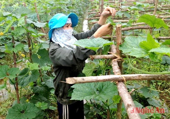 Mô hình trồng bí đao ở xã Quỳnh Diễn cho thu nhập cao. Ảnh: hồng diện