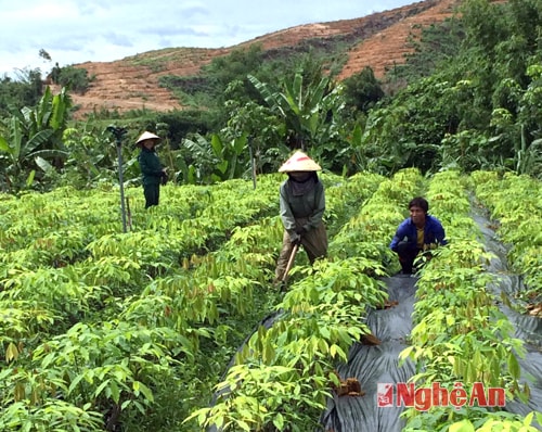 Chăm sóc vườn cây cao su tại Anh Sơn