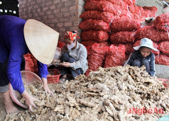 Đây là cơ hội để củ gừng trên địa bàn Nghệ An phát huy giá trị kinh tế.
