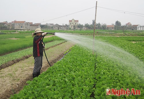 Nông dân huyện Diễn Châu chăm sóc rau màu.