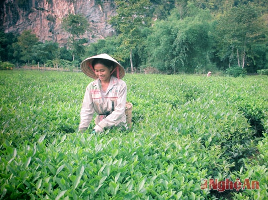 Hái chè ở đồi chè thôn Trung Yên.