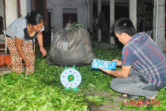 Thu mua chè tại thôn Trung Yên.