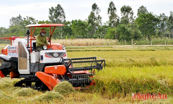 Sử dụng máy gặt đập liên hoàn trong thu hoạch lúa ở Kim Liên.  Ảnh: Hữu Nghĩa