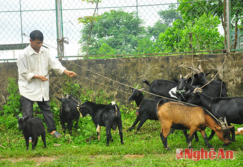 Anh Moong Phò Sơn- bản Huồi Lê- Keng Đu nhận đàn dê của Sở GTVT tặng