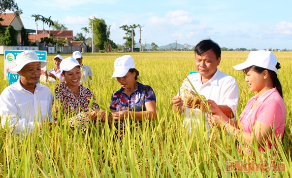 HTX nông nghiệp và các xã viên Hưng Long khảo nghiệm, đánh giá quy trình sản xuất giống lúa chất lượng cao vụ hè thu 2014.