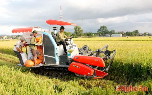 Máy gặt đập liên hợp trên những cánh đồng ở Hưng Xá.