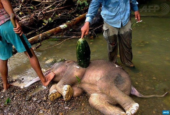 Xác của chú voi con trên đảo Sumatra. (Nguồn: AFP)