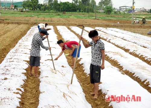 Mô hình trồng lạc thu đông  phủ nilon ở xã Diễn Kỷ (Diễn Châu)