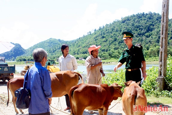 BĐBP Nghệ An tặng bò cho các hộ nghèo