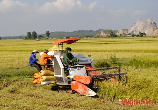 Nông dân xã Đồng Thành - Yên Thành sử dụng máy gặt đập liên hợp để đẩy nhanh tiến độ thu hoạch lúa hè thu. 