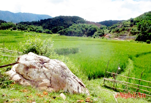 Tảng đá cạnh đồng lúa Tổng Chai được cho rồng khuân về từ sông Lam.