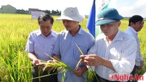 Kiểm tra, đối chứng năng suất, chất lượng lúa ADI30 tại đồng ruộng.