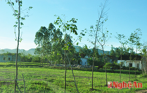 Khu vực đất hai lúa bị san lấp trái phép làm sân bóng và trồng cây ở xã Nghi Đồng (Nghi Lộc), ảnh chụp ngày 6/9/2014