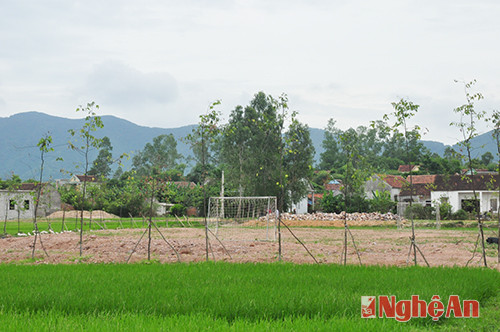 Khu vực đất hai lúa bị san lấp trái phép làm sân bóng và trồng cây ở xã Nghi Đồng (Nghi Lộc), ảnh chụp ngày 27/7/2014