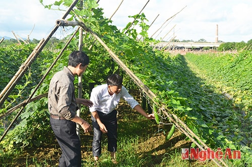 Nông dân thu hoạch bí từ mô hình sử dụng phân bón lá thâm canh ở thôn Ke May, xã Cẩm Sơn, Anh Sơn.