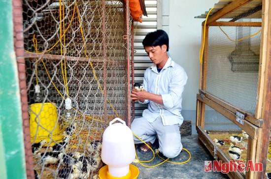 Ông chủ trẻ Hoàng Khắc Anh chăm sóc giống gà quý phi. Ảnh: Sỹ minh - Phương Chi