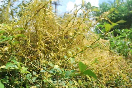 Dây tơ hồng vàng.