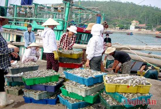 Mô hình  đồng Quản lý nghề cá đã giúp ngư dân yên tâm bám biển và khai thác đạt hiệu quả cao 