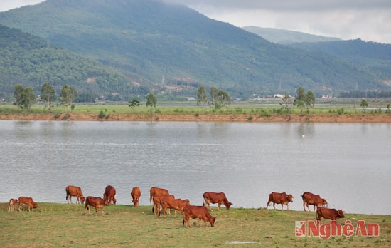 Những mô hình chăn nuôi hàng hóa được phát triển