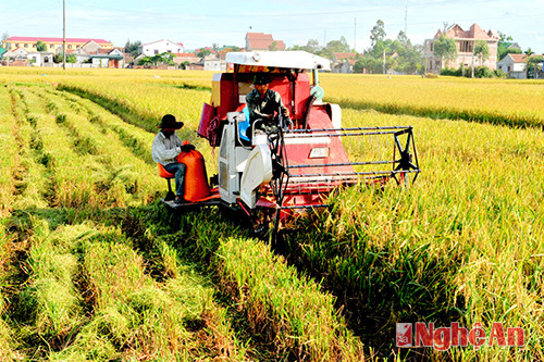 Thu hoạch lúa hè thu ở Hưng Nguyên.Ảnh: Sỹ Minh