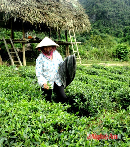 Chị Nam đang thu hái chè.