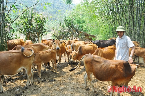 Mô hình nuôi bò gia trại tại bản Xiêng Thù, xã Chiêu Lưu.