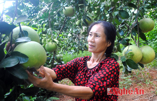 Thu hoạch bưởi hồng Quang Tiến tại vườn của gia đình ông Nguyễn Đình Thủy.