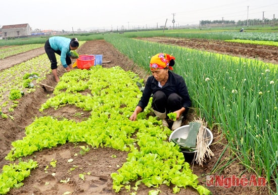 Mô hình sản xuất rau VietGap tại xóm 10, xã Diễn Thành (Diễn Châu).