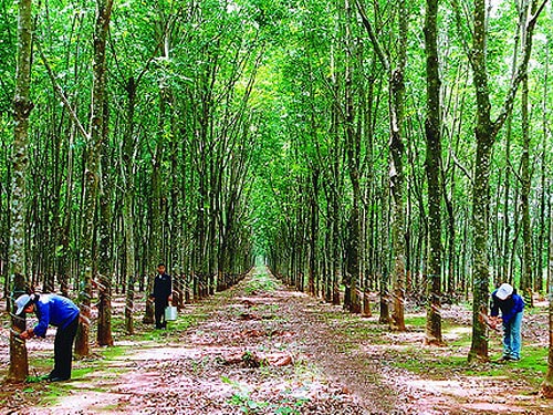 Hoàng Anh Gia Lai là doanh nghiệp đầu tư lớn tại Lào. Trong ảnh: Rừng cao su của HAGL tại Lào. Ảnh: NLĐ