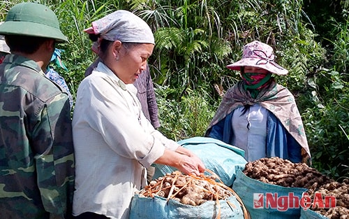 Tuyển chọn gừng tươi ở HTX Hương Sơn, huyện Kỳ Sơn.