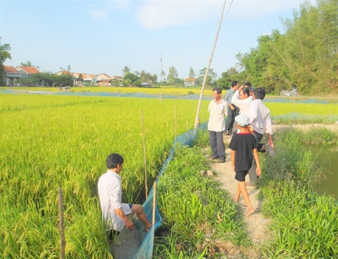 Nuôi cua ruộng lúa, lợi cả đôi đường