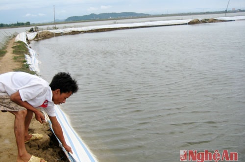 Nhiều hộ dân nuôi trồng thủy sản ở xã Hưng Hòa, thành phố Vinh gia cố bờ bao, lo sợ mưa lớn đổ về gây vỡ đầm.