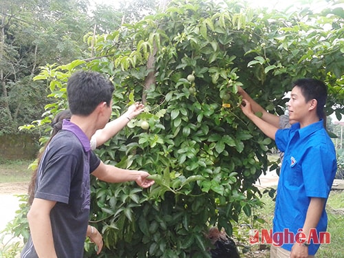 La Ngọc Bắc (phải) hướng dẫn kỹ thuật trồng chanh leo cho đoàn viên, thanh niên bản Dốn,   xã Mường Nọc (Quế Phong).