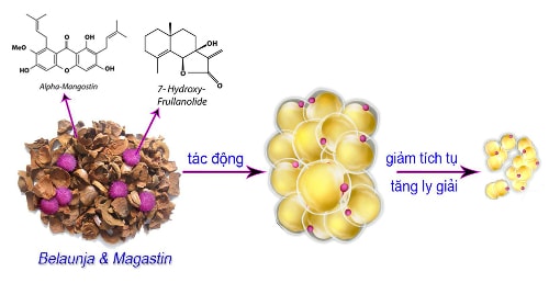 Hai hoạt chất sinh học 7-Hydroxy-Frullanolide, Alpha-Mangostin từ Belaunja và Mangastin có trong LIC giúp giảm tích tụ và tăng ly giải mỡ trắng.