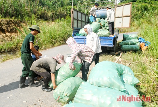 Ngô được tiêu thụ ngay trên đường.